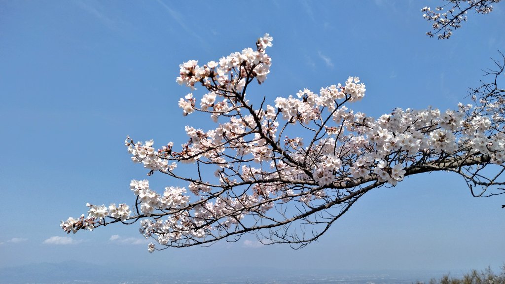 ともも(小豆) tweet media