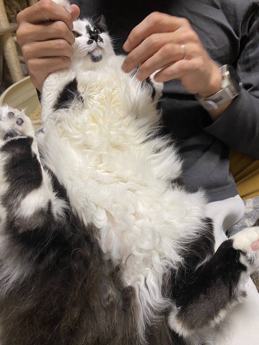 ふゆねこ(VRC: べりりぅむ) tweet media