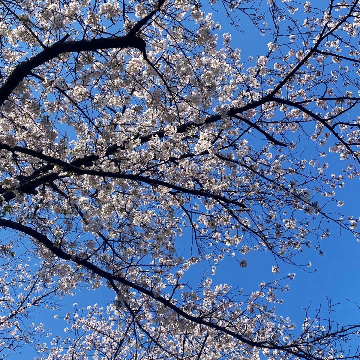 𝗎𝗇𝗂 tweet media