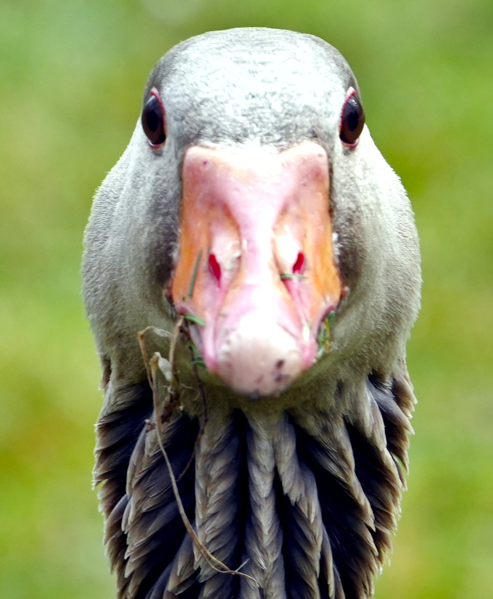 Forstler tweet media