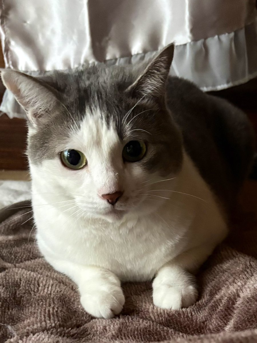 ゆずルイメイママ tweet media