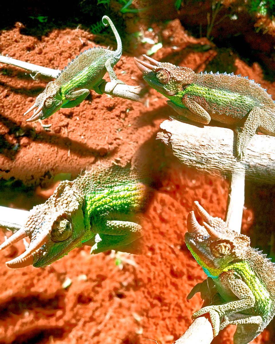 Kenya Space tweet media