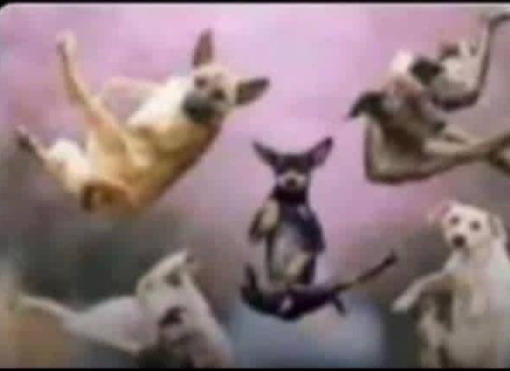 Anselm🇺🇬 tweet media