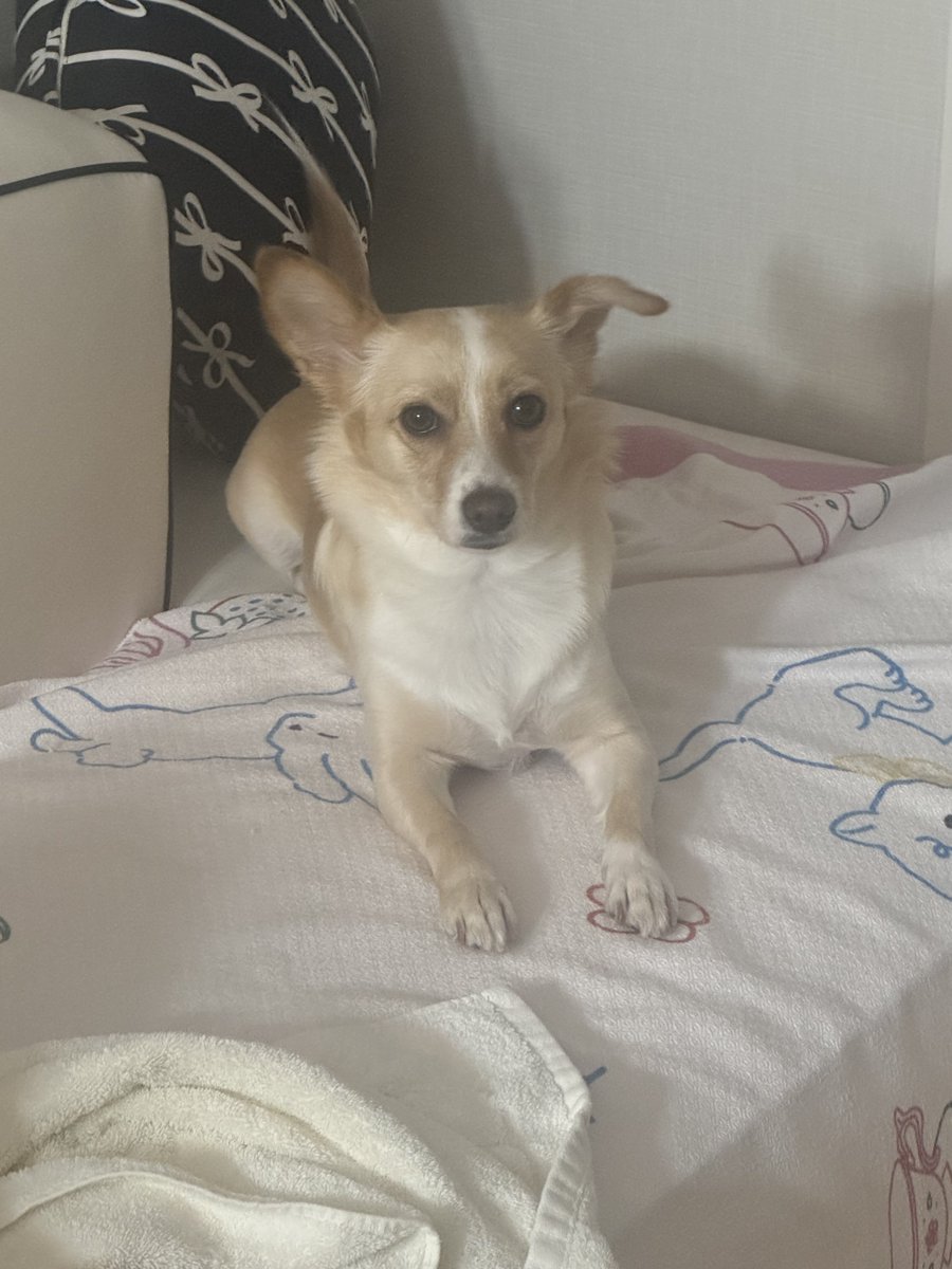 앙사탄캔디 tweet media