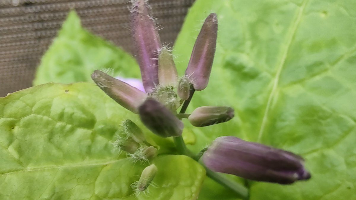 oppo oppo tweet media