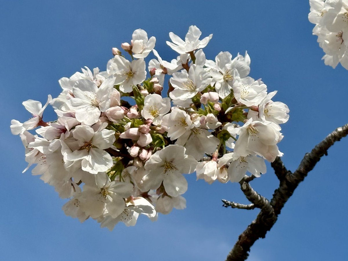 フロゥ tweet media