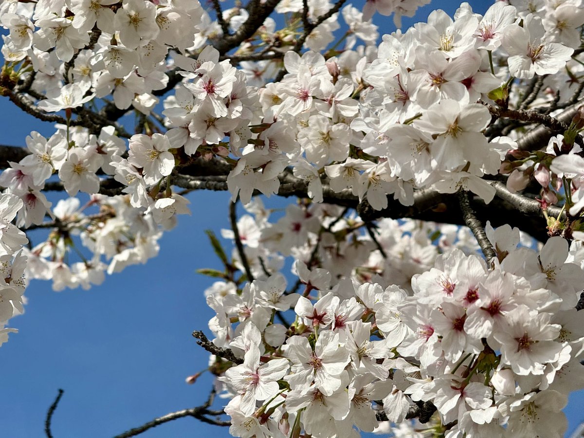 フロゥ tweet media