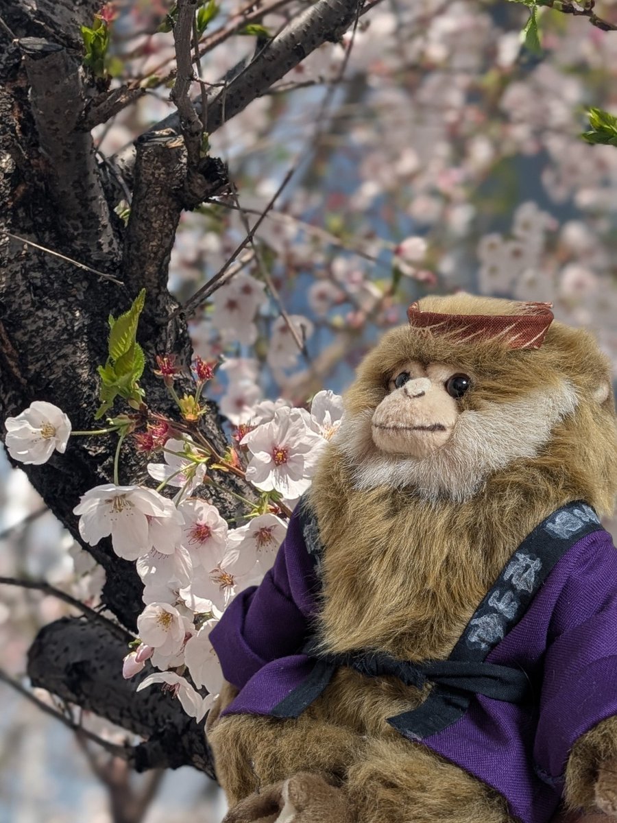 依代のハスキ tweet media