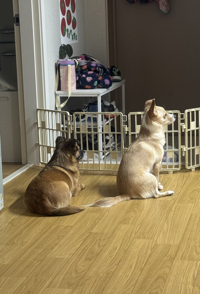 앙사탄캔디 tweet media