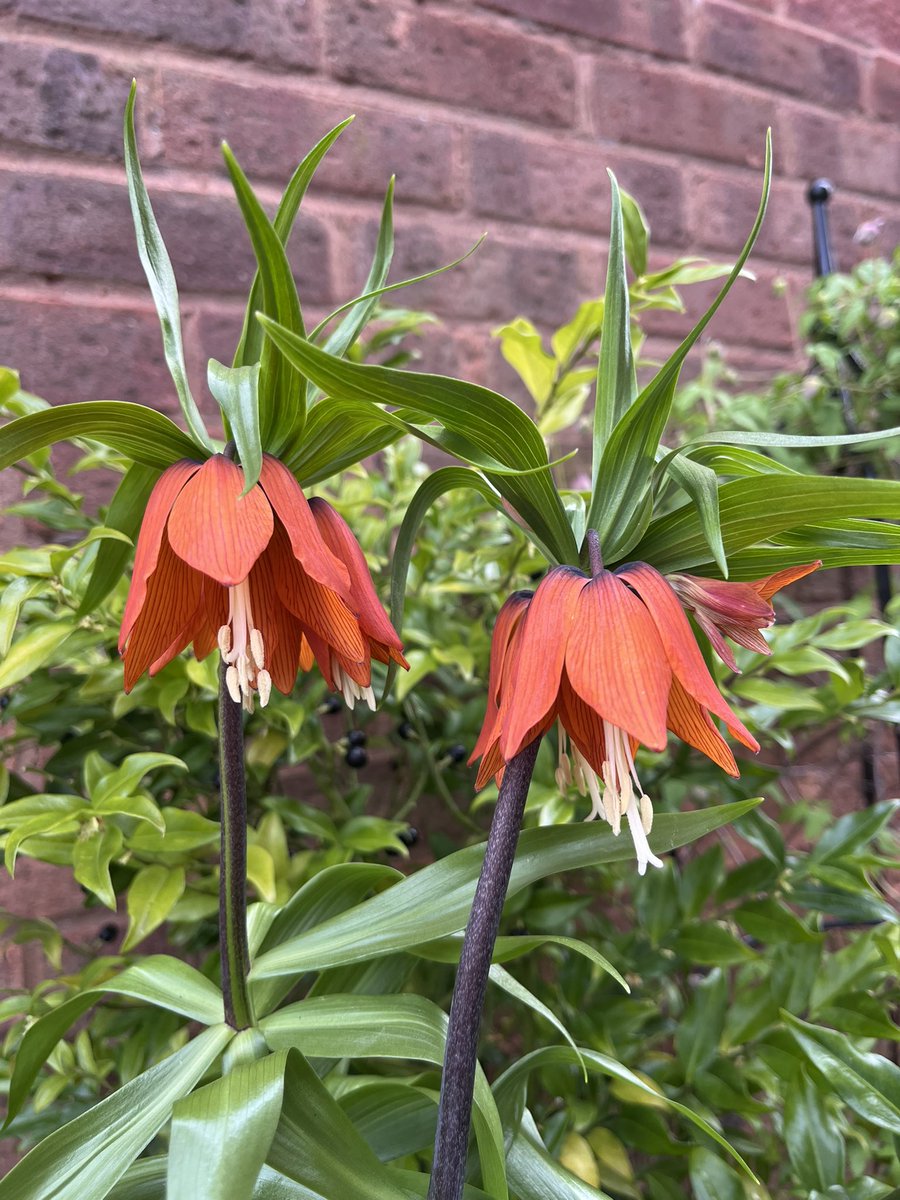 🌱Ken Hartley tweet media