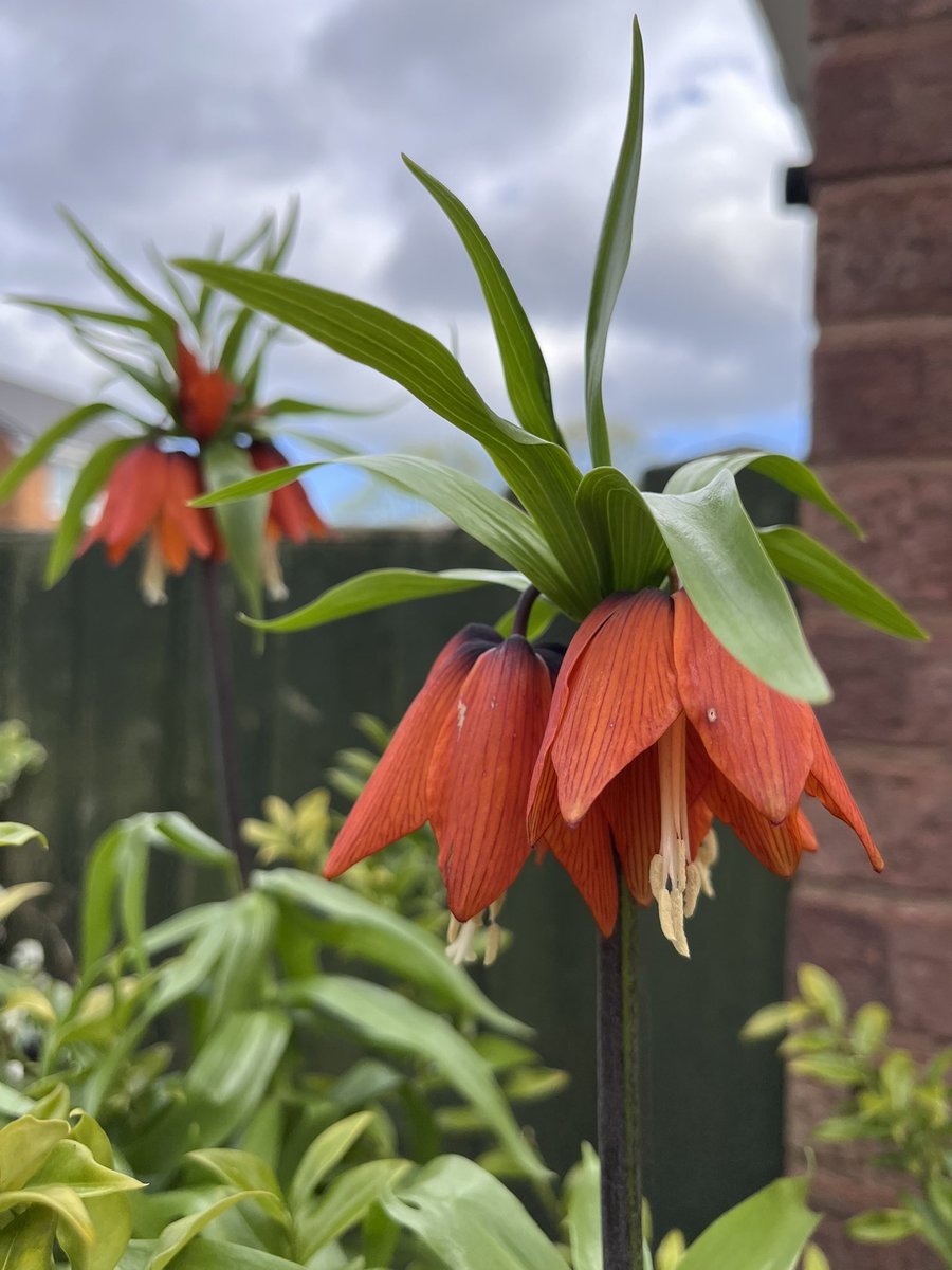 🌱Ken Hartley tweet media