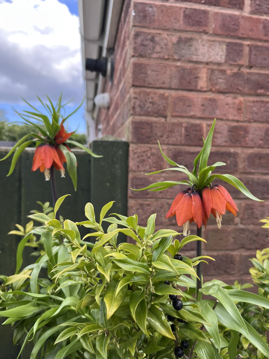 🌱Ken Hartley tweet media