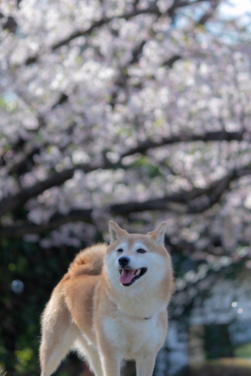 ひまぱん tweet media