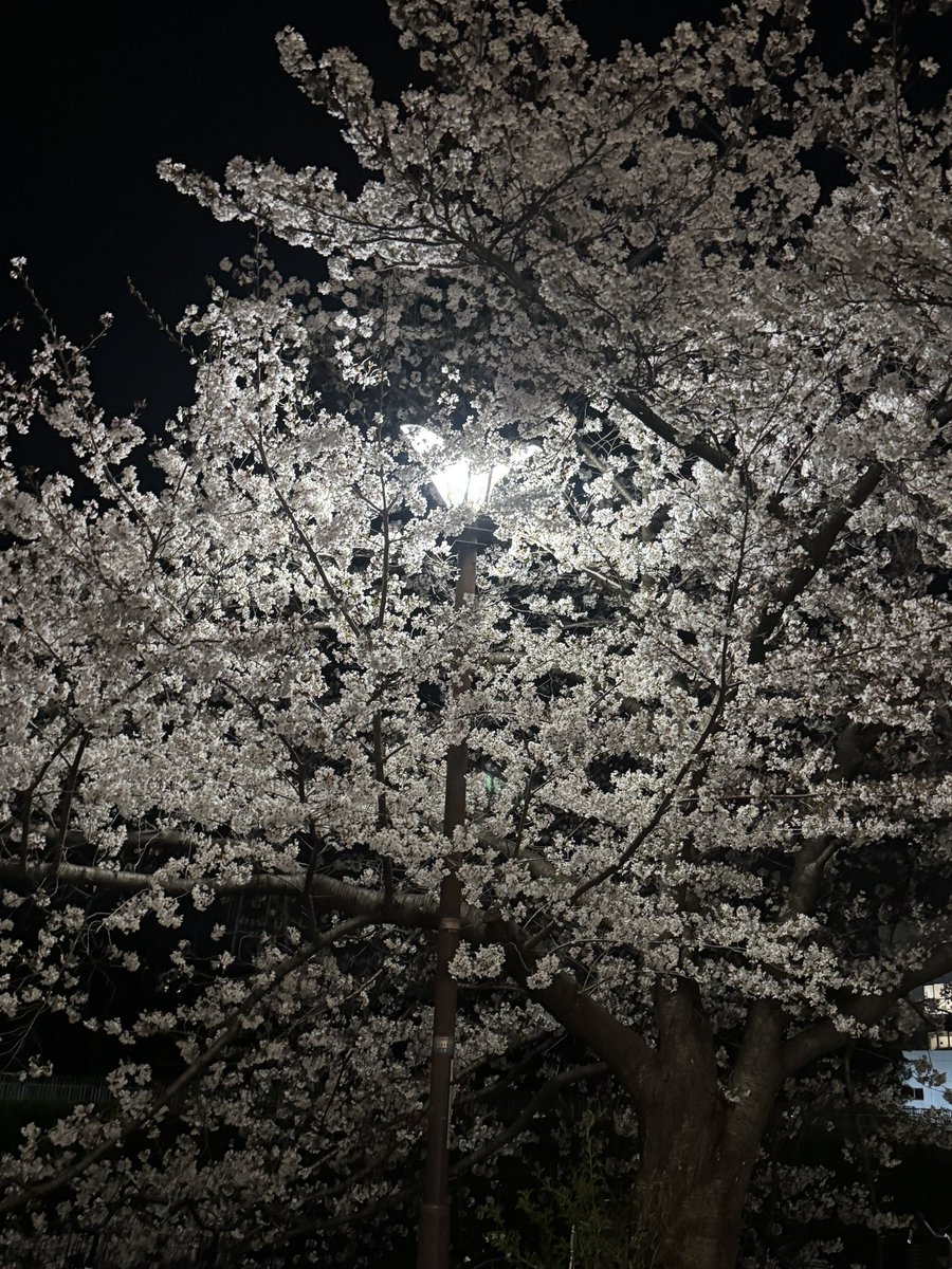 らいか tweet media