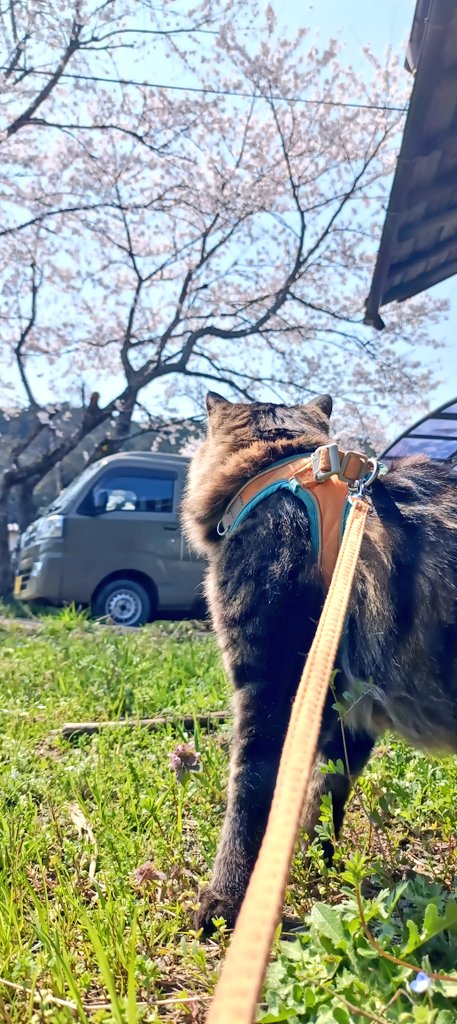 🐝モリス=ダマ🦋　🐓🐓🐓🐓🐈‍⬛💨 🏃🏻‍♀️💨 tweet media