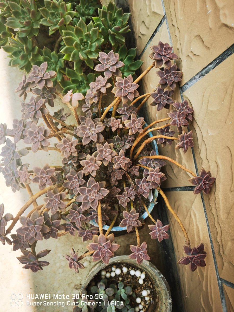 Bijaysi41534835's tweet photo. "Pick 1 tiny hobby this week—water a plant, doodle 5 mins, or fold origami. Small joys = big calm. What’s yours " https://t.co/EdRwzIqqmu