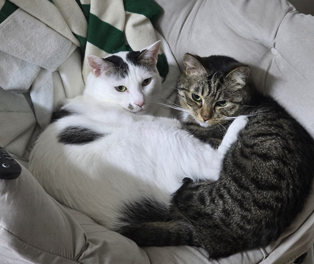 👾 집사쪼 tweet media