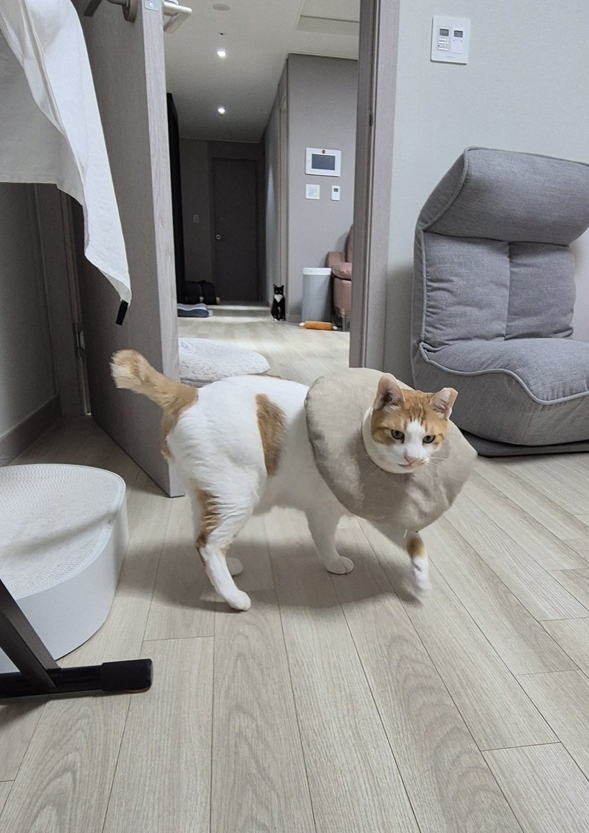 뚜식과 찰밥(주짓수를 해보세요) tweet media