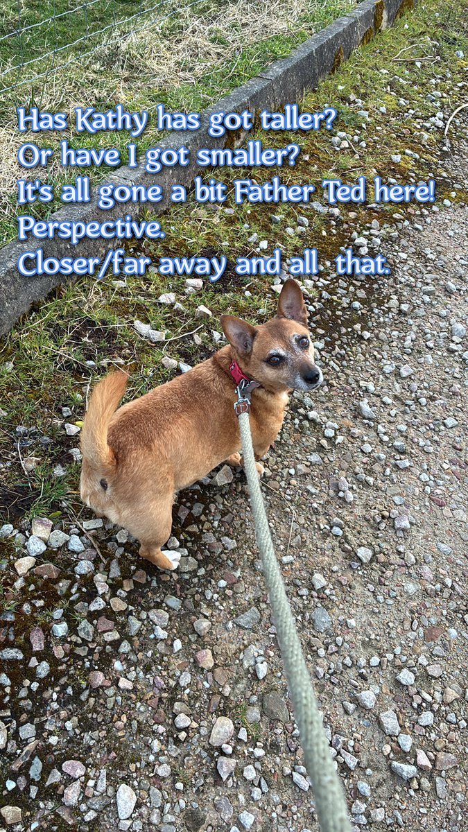 welovedonegal's tweet image. #RubyBeag #dogs #Donegal .