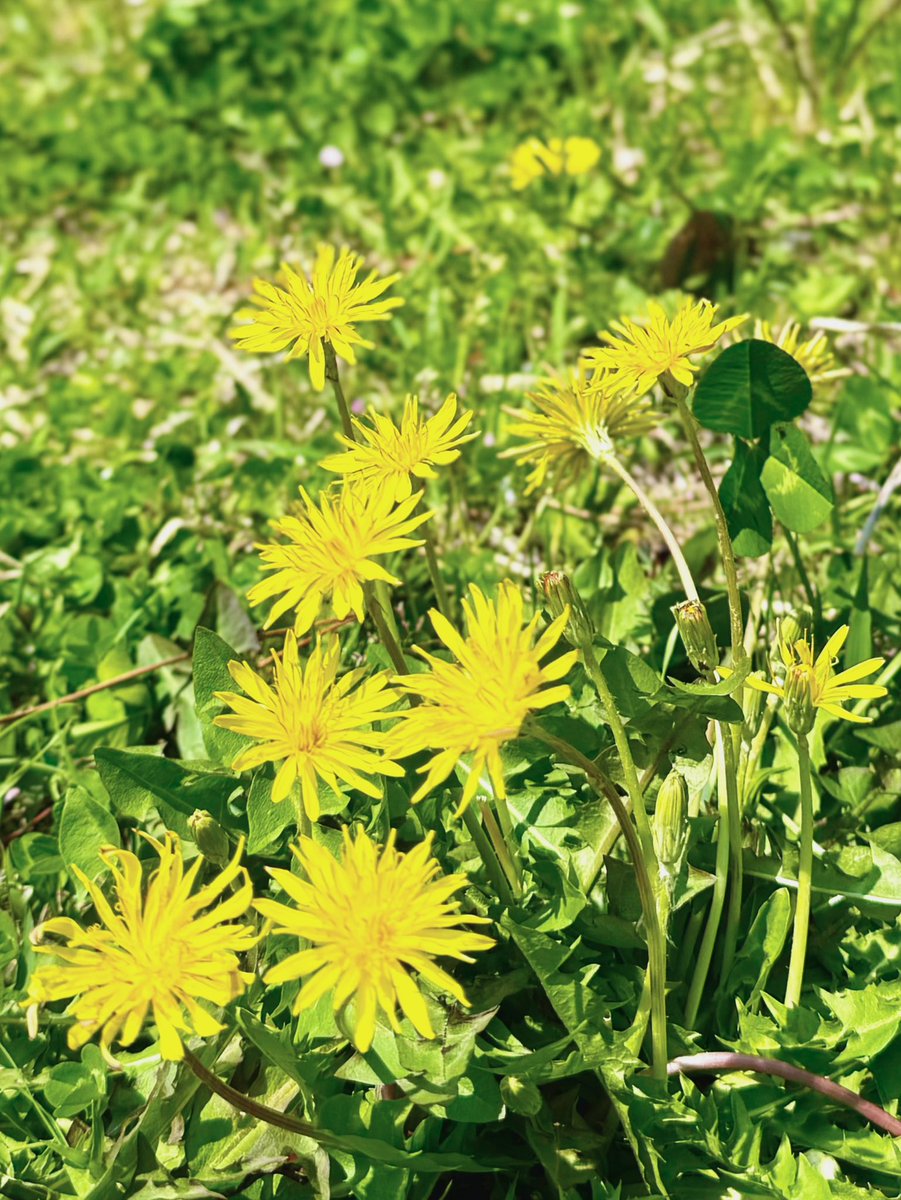 亀屋良長　吉村良和 tweet media