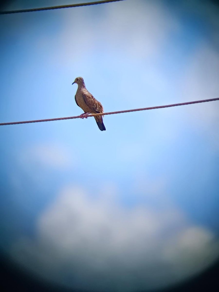 Svbony Ali tweet media