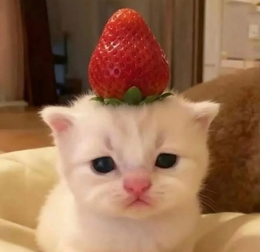 𝗺𝗲𝗼𝘄🐈‍⬛🐻‍❄️🎀˚ ༘⋆ tweet media