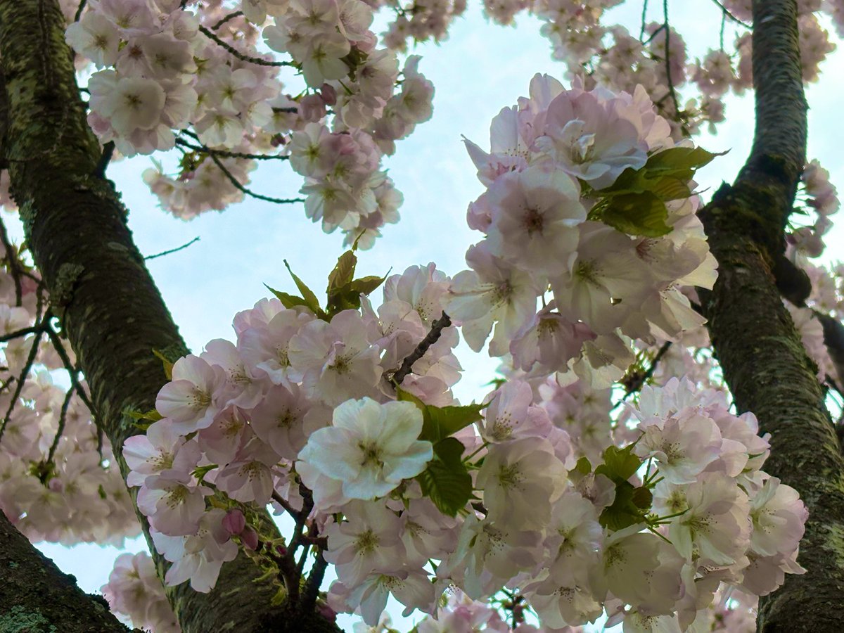 たまむ(tamazabeth) tweet media