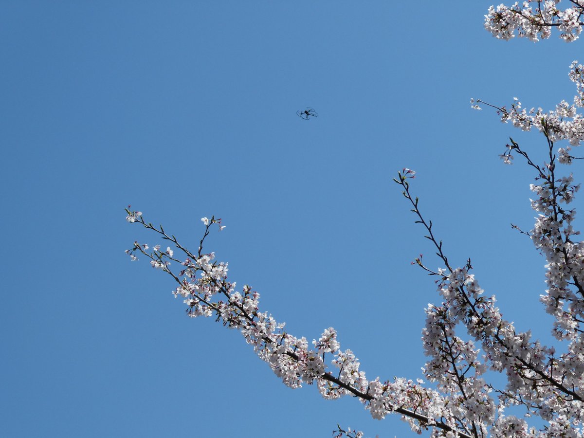 ringog5's tweet photo. 葛西の新川千本桜。ほぼ満開。途中、ドローンを飛ばしている人を目撃。腕章してたのでたぶん正規の許可をもらっているっぽい。ここは上から撮るとかなり素晴らしい写真になると思います。 https://t.co/zmqKIx1rxO