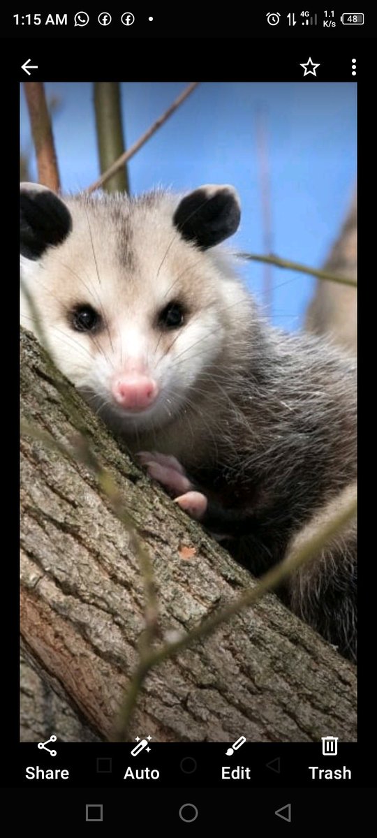 Bappa goats 🐐 tweet media