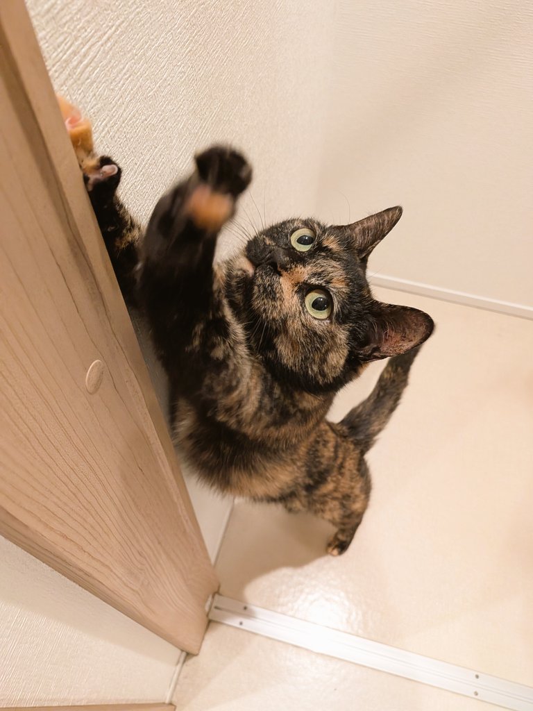 唐揚げおいしく tweet media