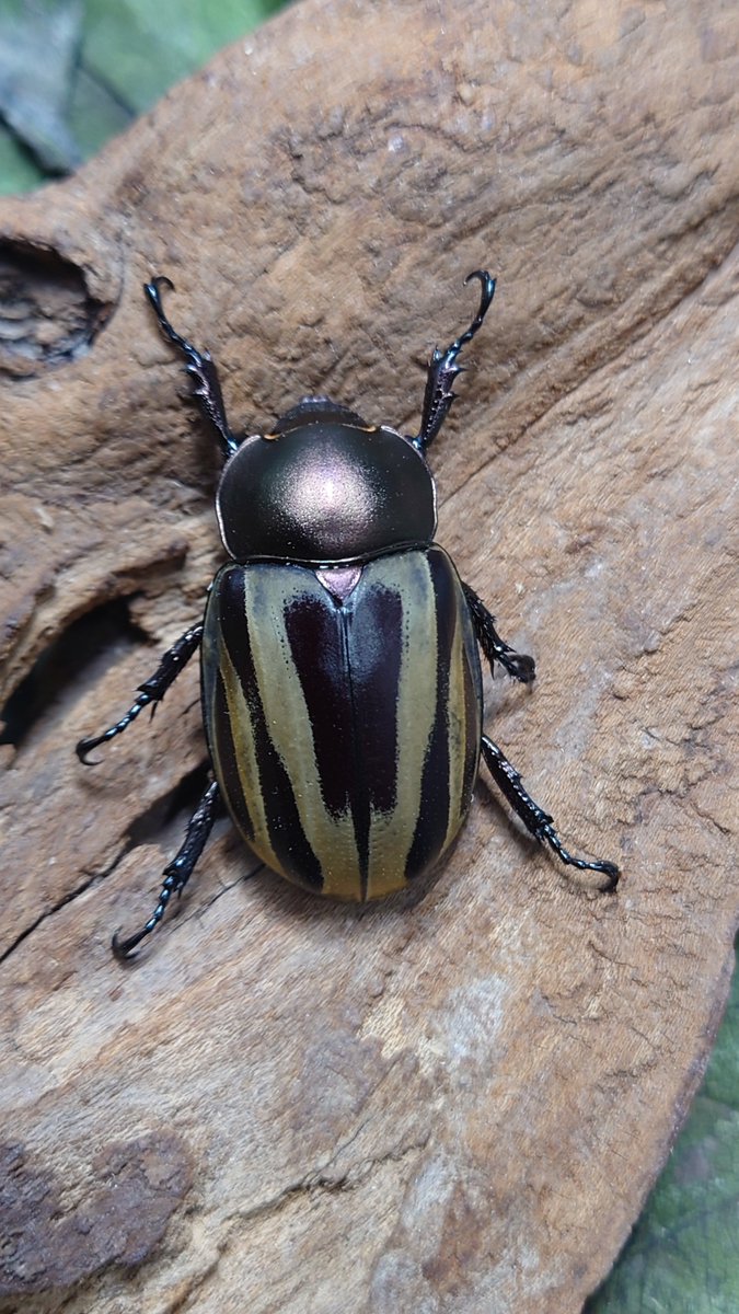 Nobu international co.,ltd tweet media