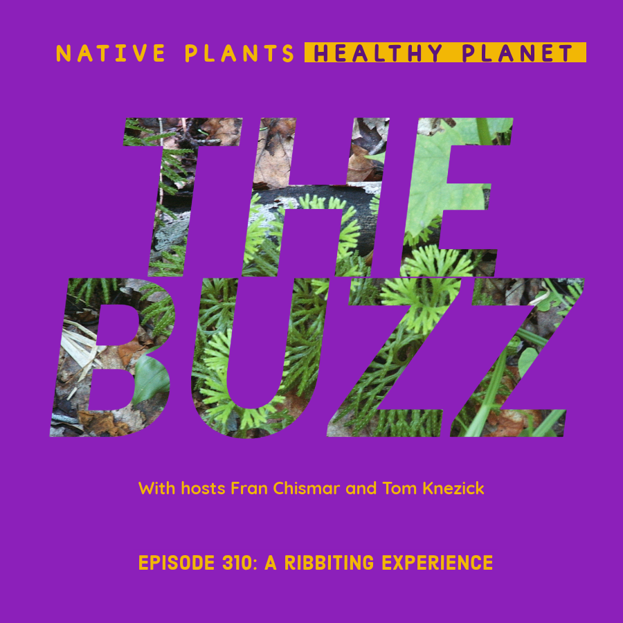 PinelandNursery's tweet photo. Tom &amp; @nativeplantfran are back w/a brand new episode of The Buzz. Did you hear? The Buzz is HOT! Welcome to National Frog Month. “That’s Hot” highlights emerging color. “This or That” tackles theft &amp; highlights a former guest. https://t.co/U7fpJzNSeU https://t.co/iSqY8RFBHs