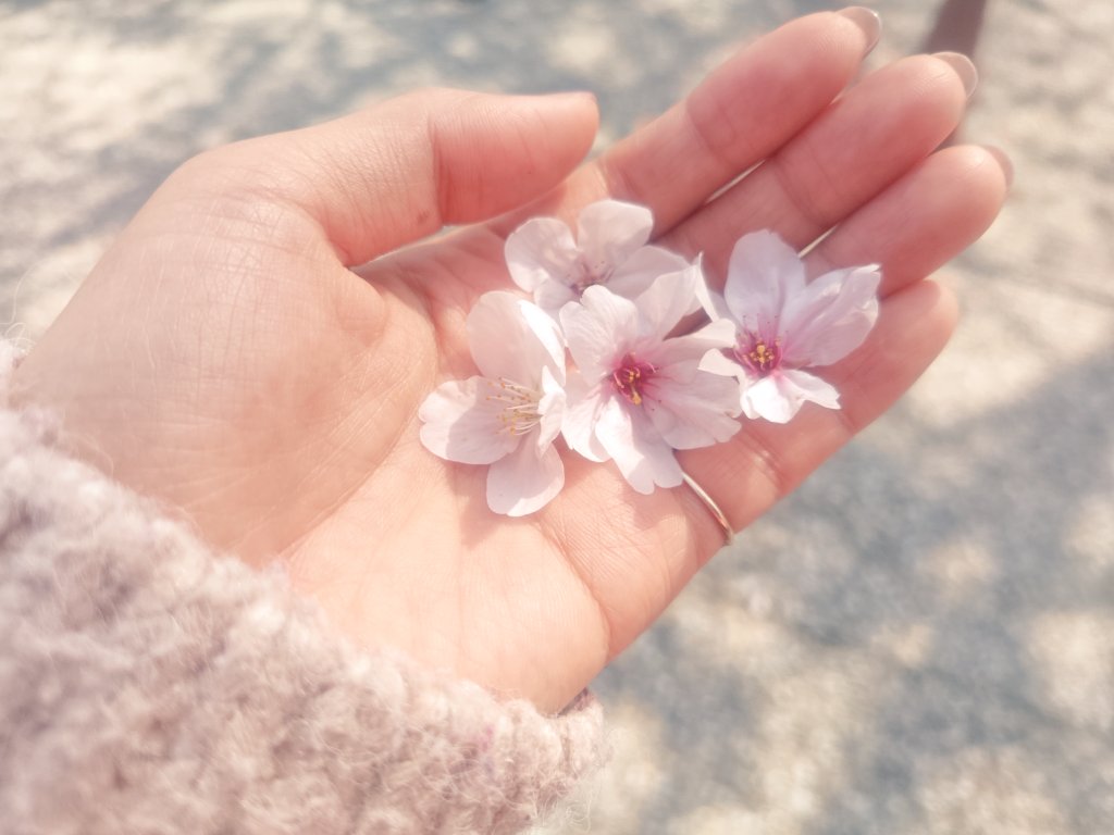 中島亜由美＠ヤマカツエース🐴マリリンっ仔応援 tweet media