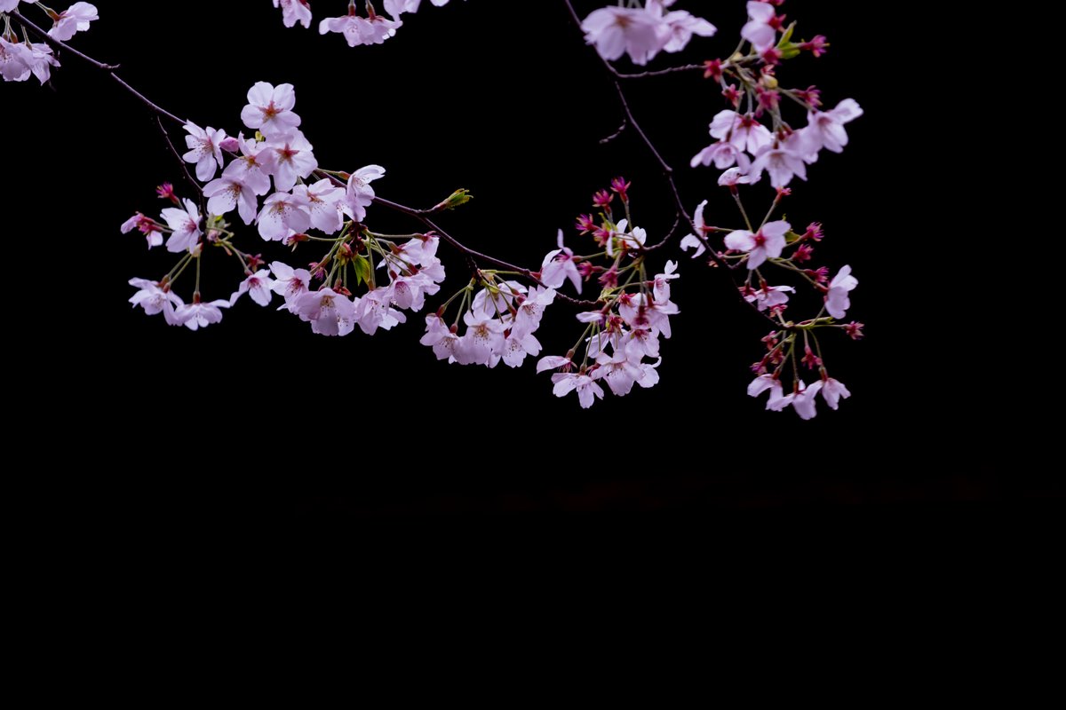 鎌倉市極楽寺のソメイヨシノ