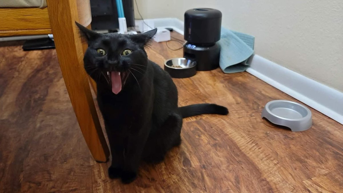 Kit 🏳️⚧️ tweet media