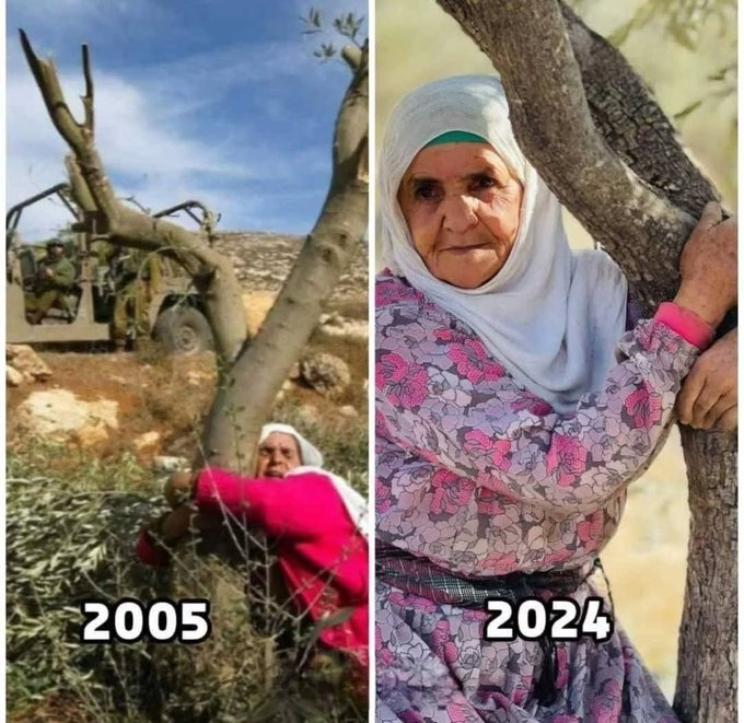 Naila Ayad🇵🇸 tweet media