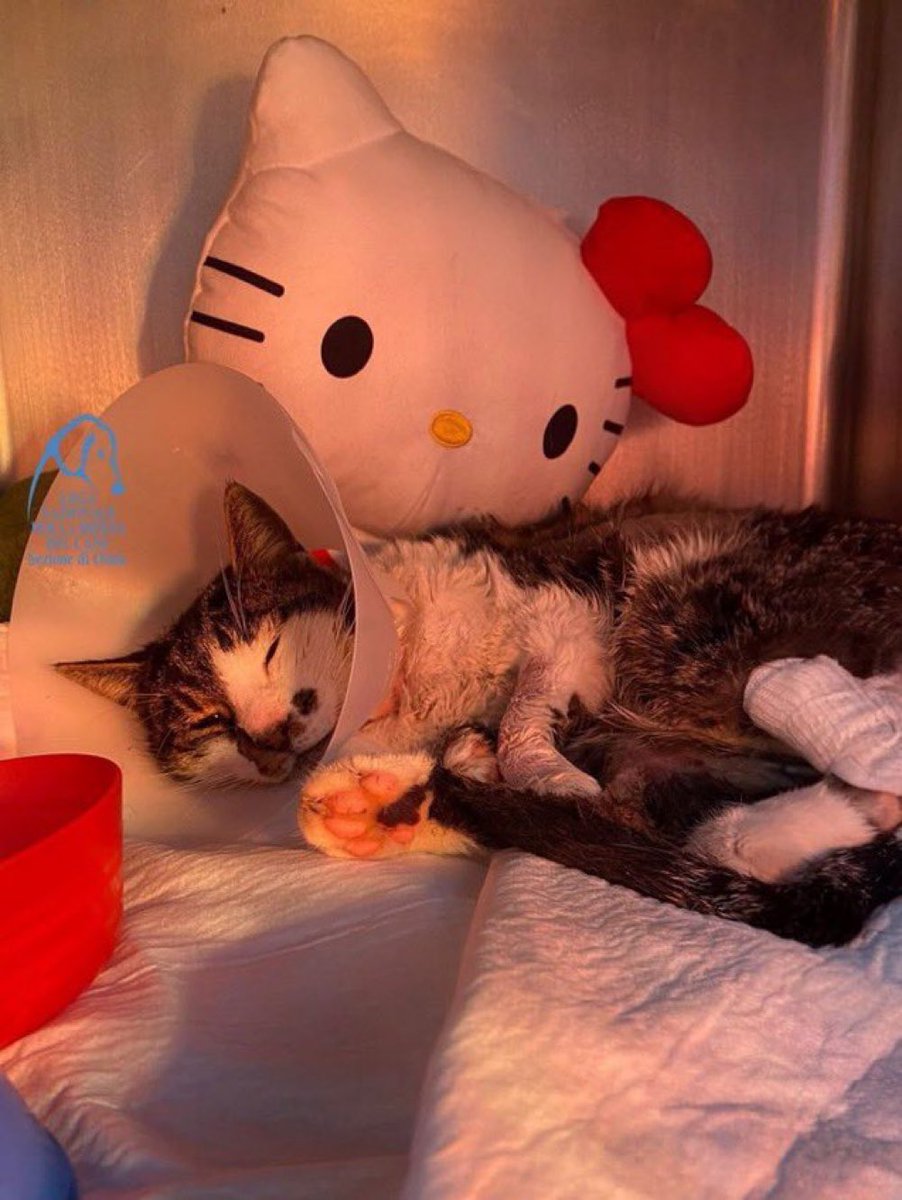 Grouchenka Nitsyne tweet media