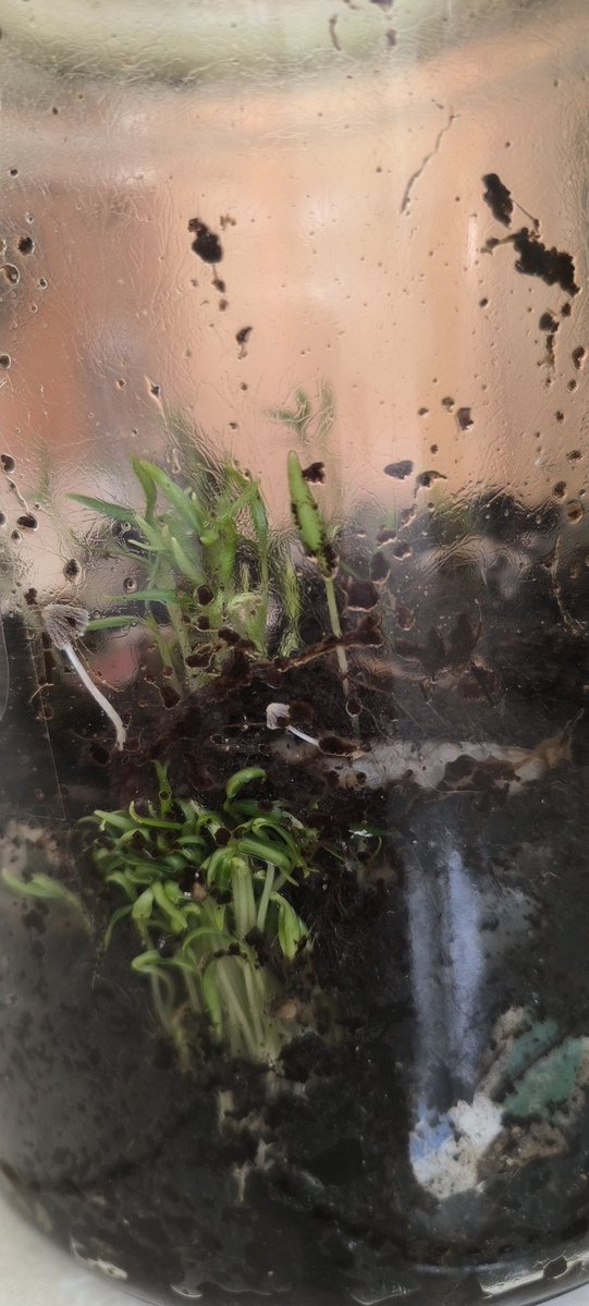 потомственная дочь tweet media