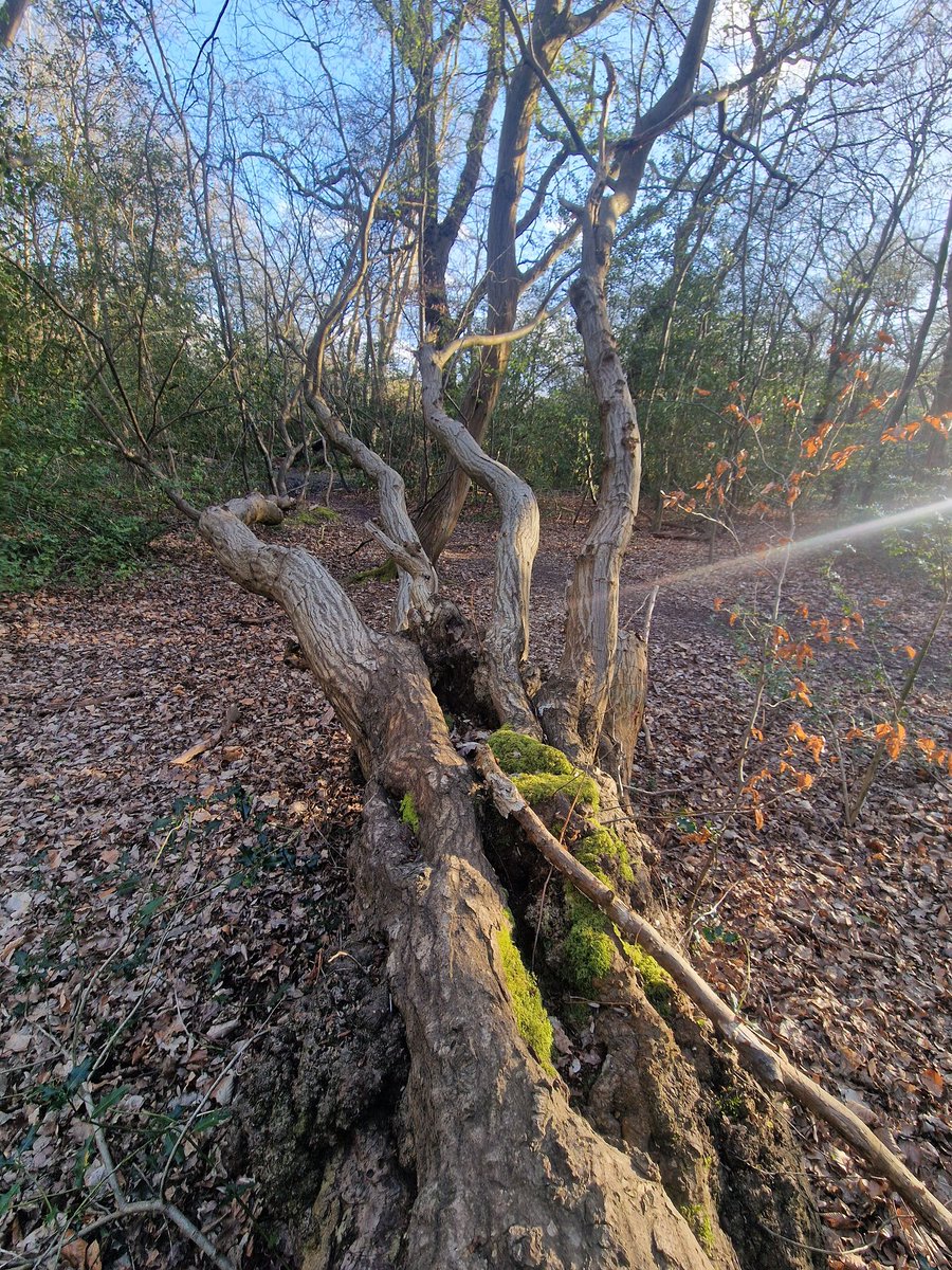 mehiyar_'s tweet photo. #epping forest in #london https://t.co/y5ABxrppaF