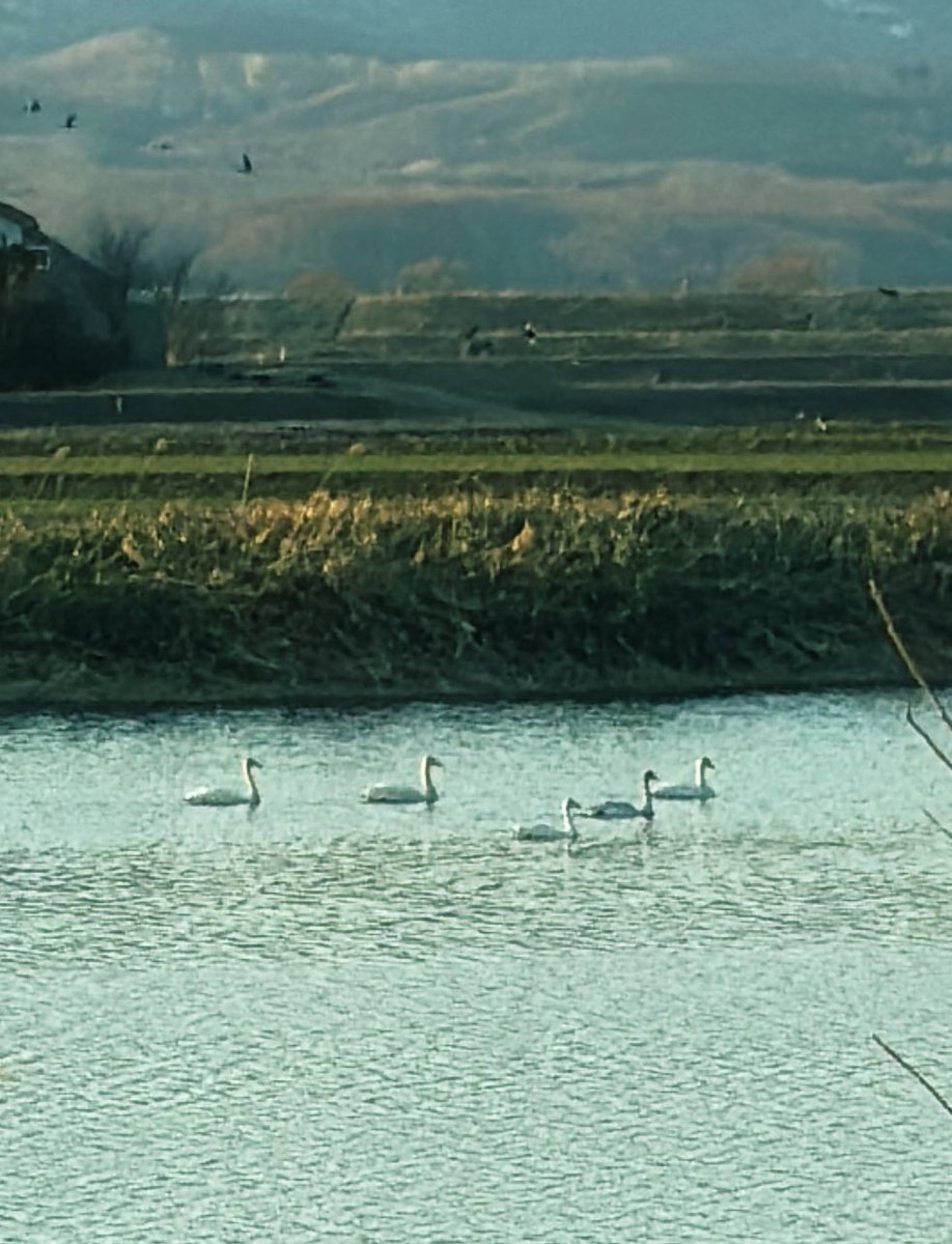 せりな＠げーむ tweet media