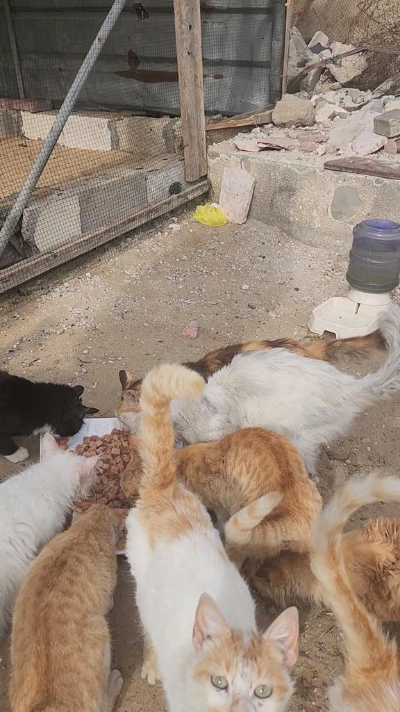 help cats tweet media