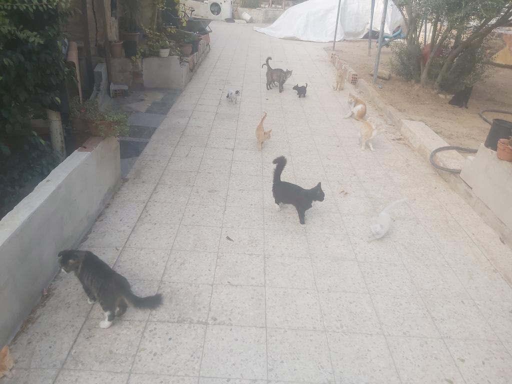 help cats tweet media