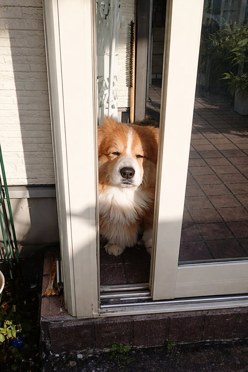 サスケ(フラッフィーコーギー) tweet media