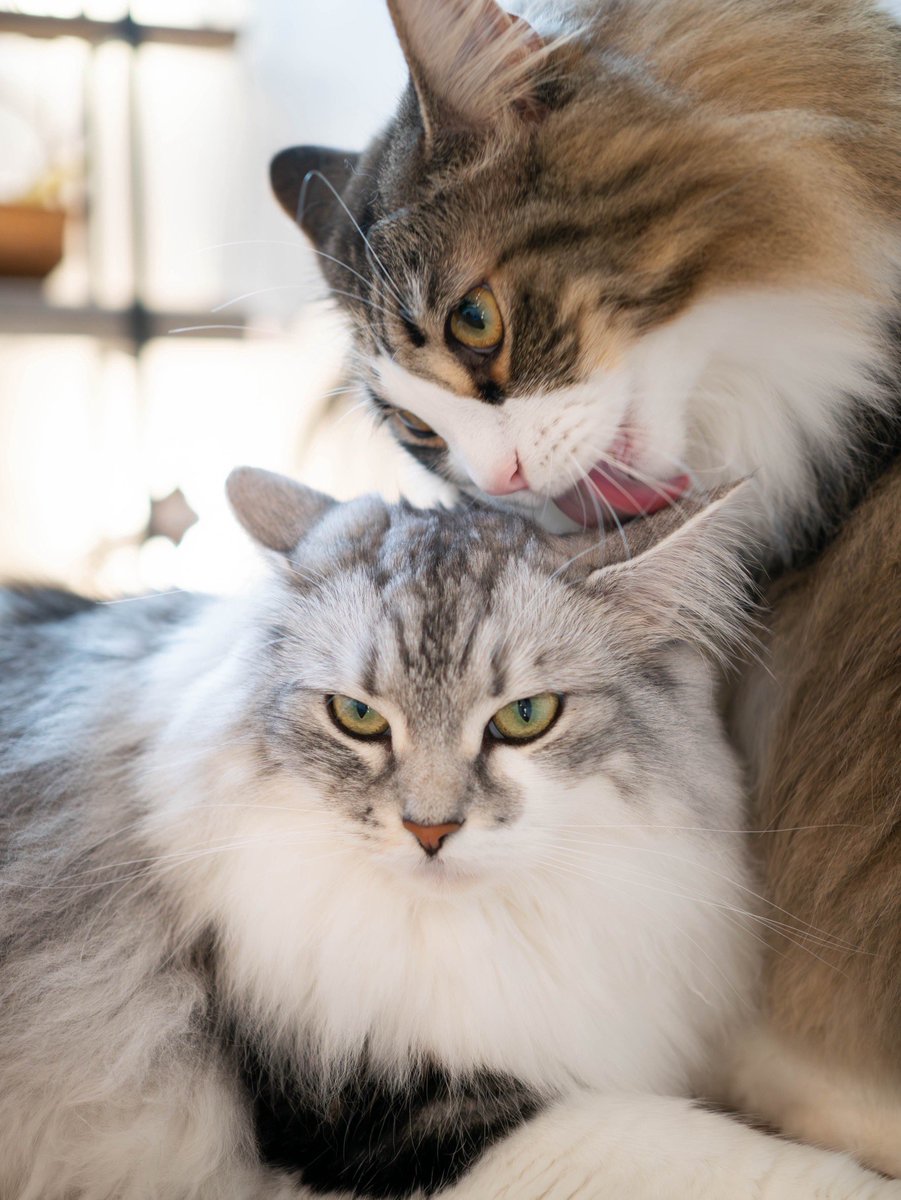 NorwegianQuartz's tweet photo. 👅

#猫
#猫のいる暮らし
#ノルウェージャンフォレストキャット https://t.co/m0OihNMx24