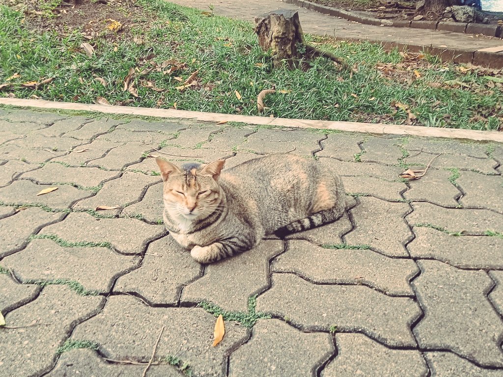 rei von peanuts tweet media