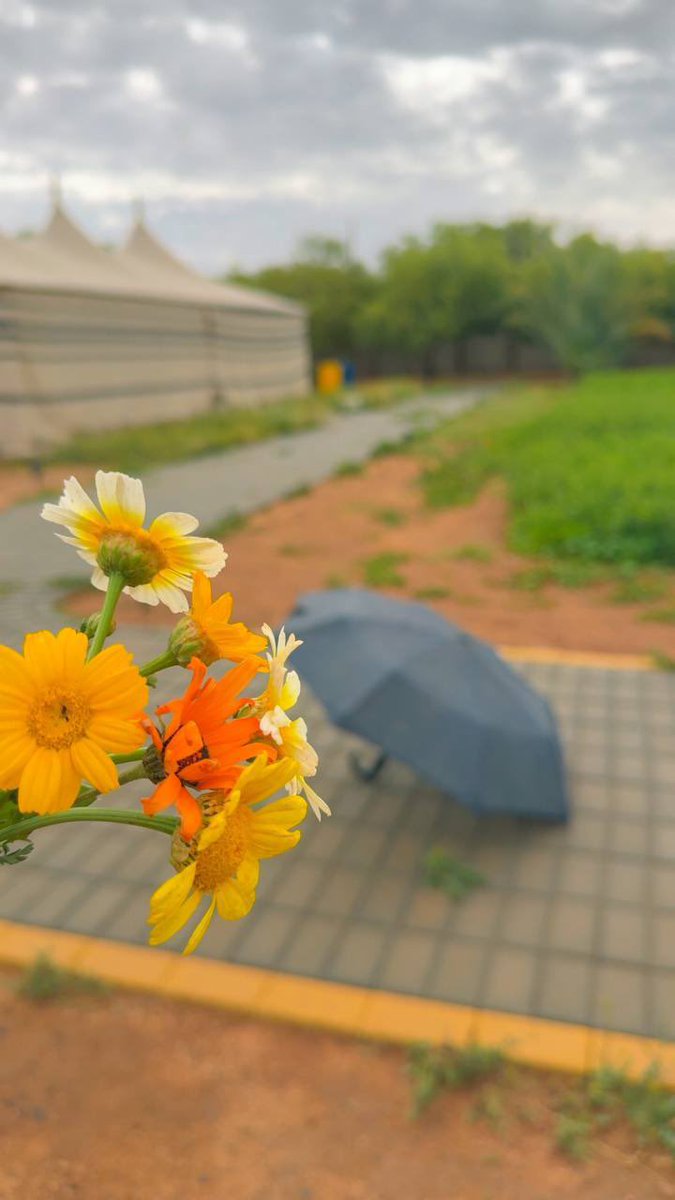 سين عين tweet media