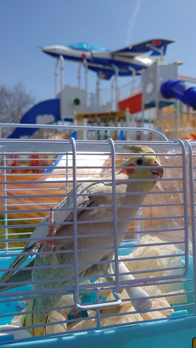 ちゃっぴ～！ tweet media