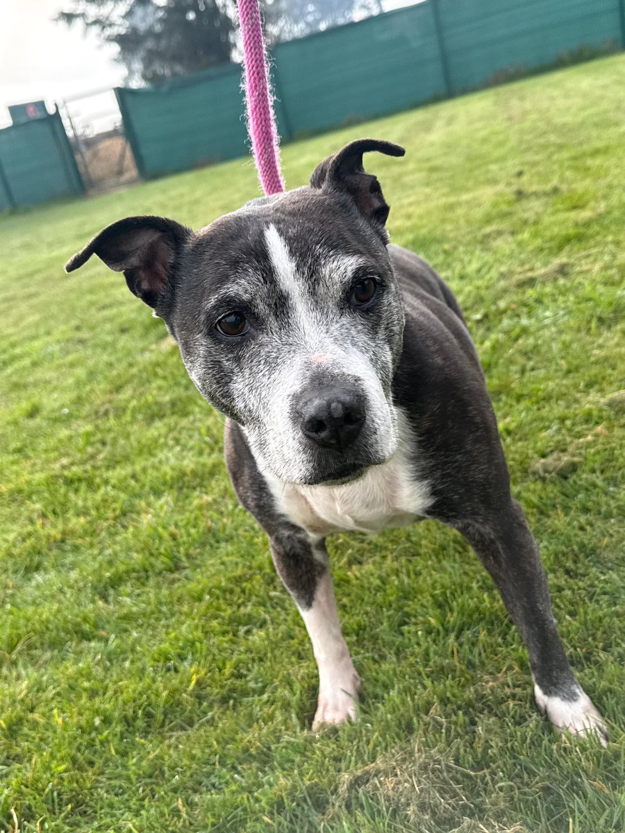 Dogs On The Streets tweet media