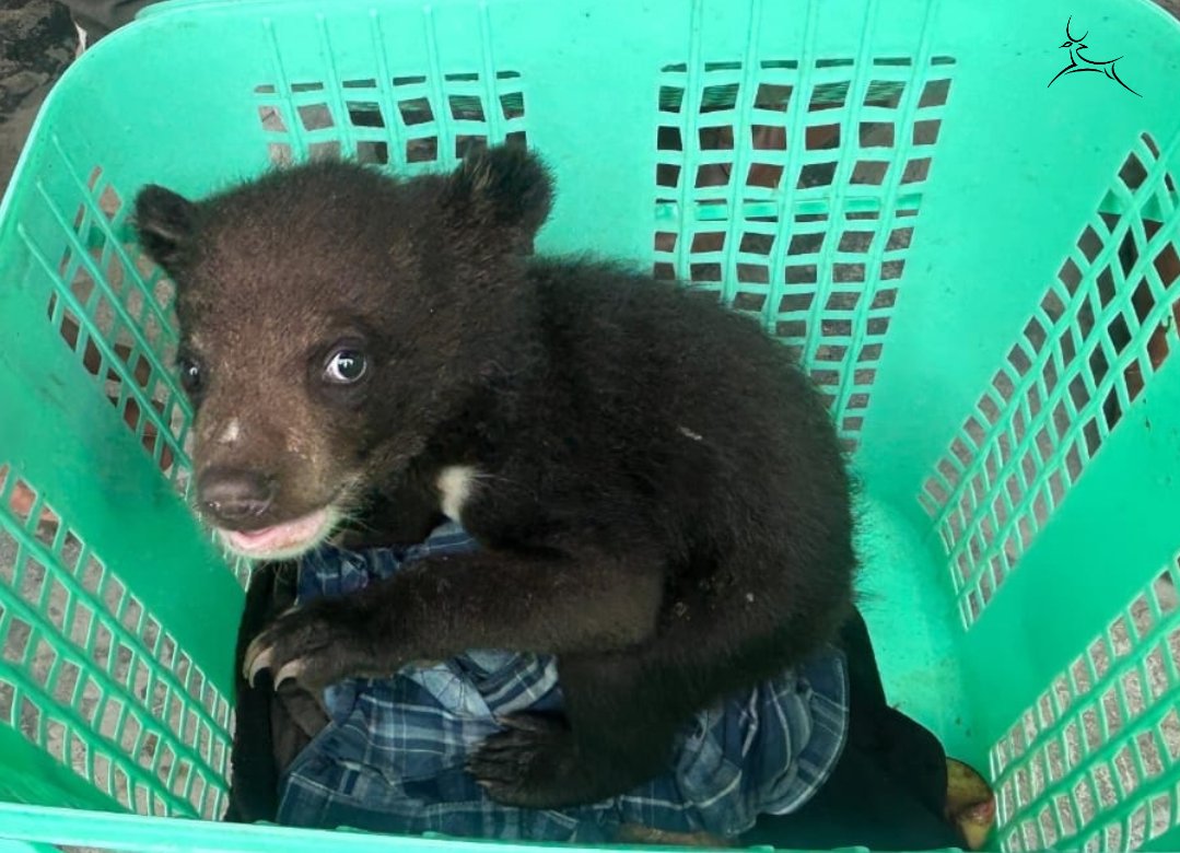 Wildlife Trust of India tweet media