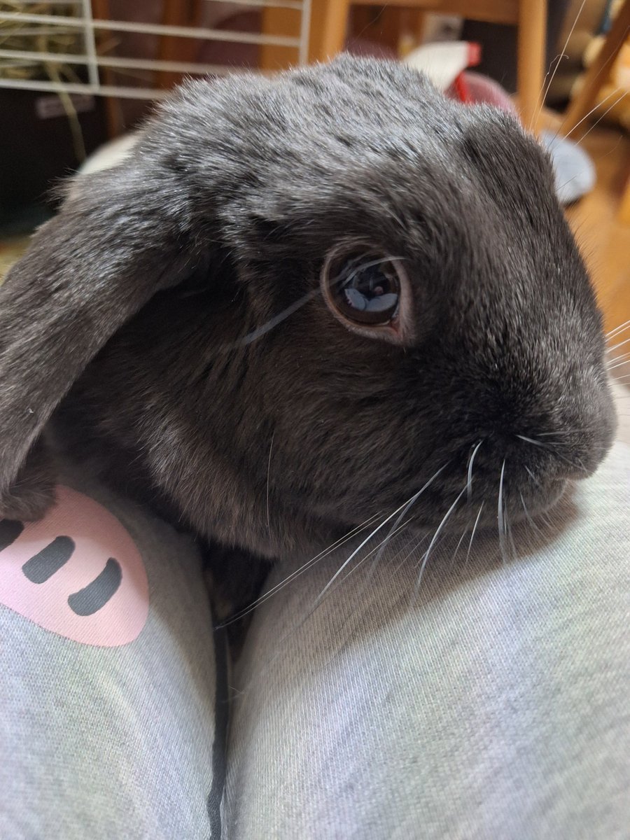 雪華🐰りん🐰 tweet media